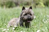 CAIRN TERRIER 189